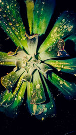 Close-up of wet succulent plant