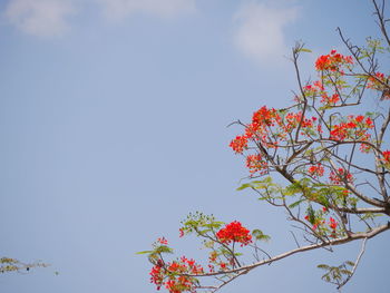 Low angle view of flowering plant against sky