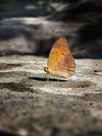 Close-up of butterfly