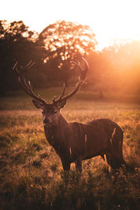 Deer standing in a field