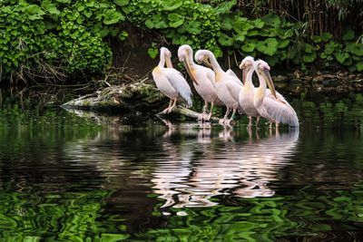 Swan in a lake