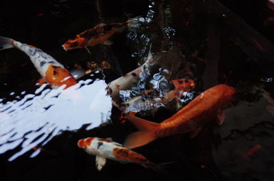 Fish swimming in sea