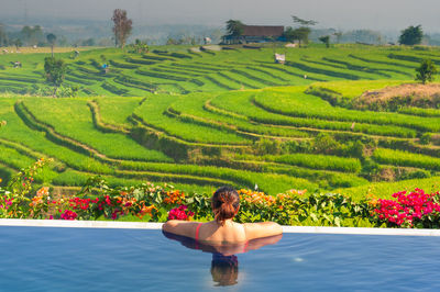 Morning in rice terrace