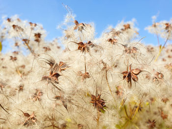 Dry seed heads of wild clematis clematis vitalba close-up against a blue sky. bokeh blur