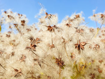 Close-up of dried plant on field