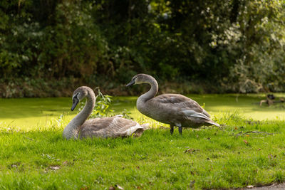 Swans on grassy field