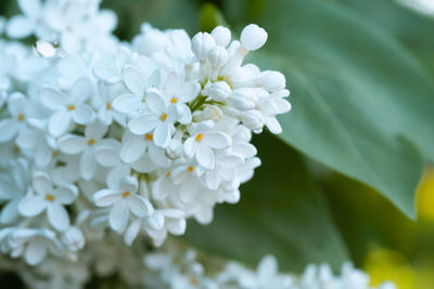 Fresh blossomed white lilac with green leaves. blossoming common lilacs bush white cultivar. 