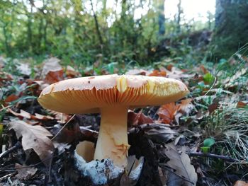 Close-up of mushroom growing in forest