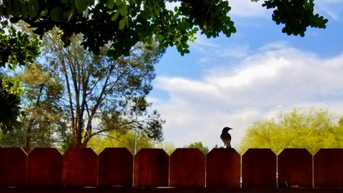 Low angle view of silhouette perching on tree against sky