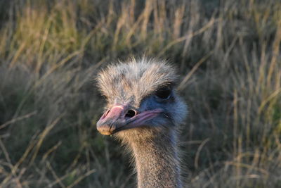 Close-up of a bird looking away