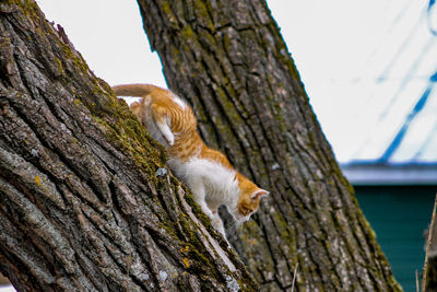 Squirrel on tree trunk