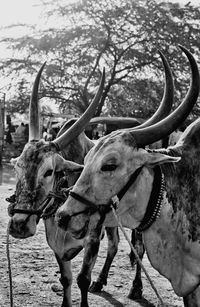 View of horse on field