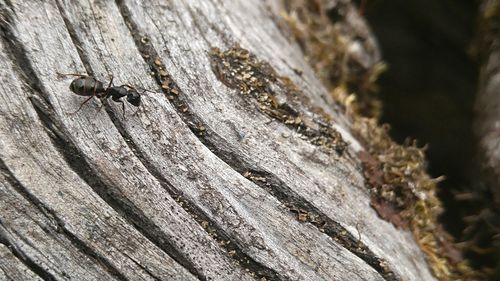 Close-up of insect on wood