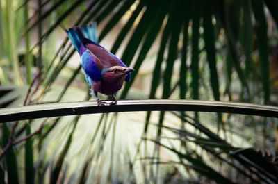 Close-up of bird perching on tree