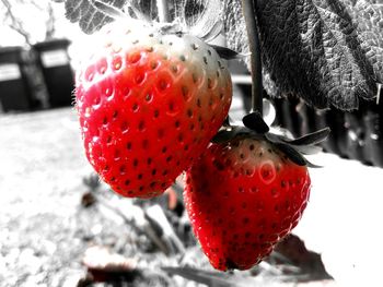 Close-up of strawberry on snow