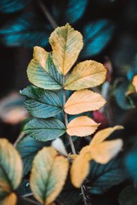 Close-up of autumn leaves