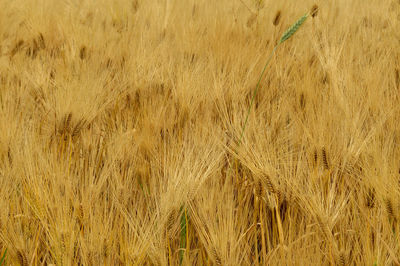 Full frame shot of wheat field