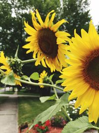 Close-up of sunflower