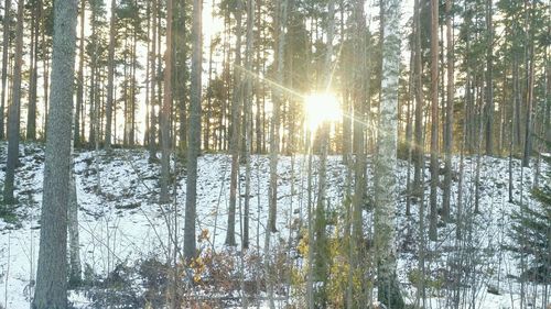 Trees in forest against sky