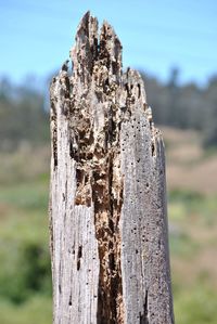 Close-up of wood