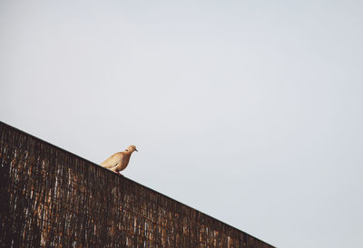 Low angle view of bird perching on building against clear sky