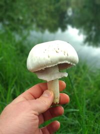 Close-up of hand holding mushroom