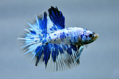 Multi color betta fish halfmoon from thailand or siamese fighting fish isolated in grey background