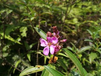 Close-up of honey bee on purple flower