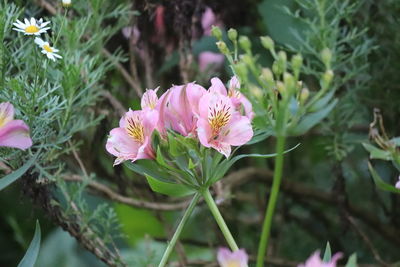 Close-up of pink flowering plant