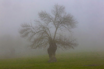 Trees on field in foggy weather