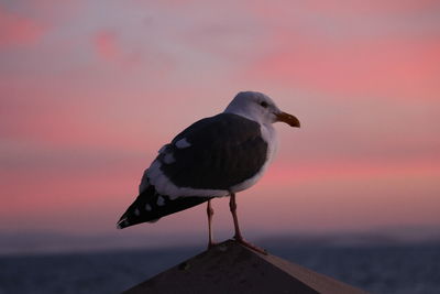 Seagull perching on a sea