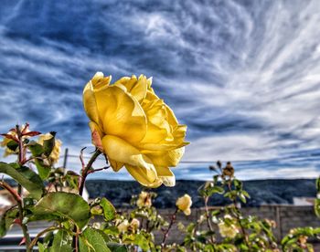 Close-up of yellow flowering plant against sky