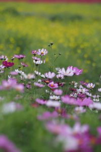 Close-up of pink flowering plant on field