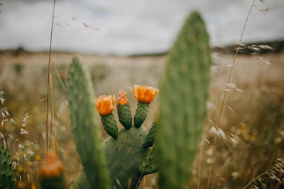 Prickly pear plantation