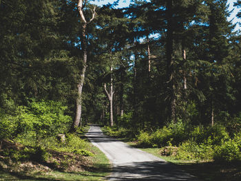 Empty road amidst trees in forest