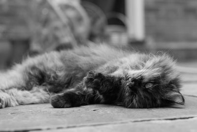 Close-up of a cat sleeping