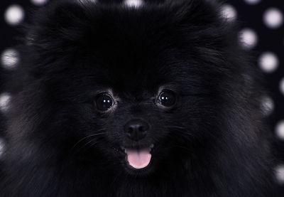 Close-up portrait of black dog