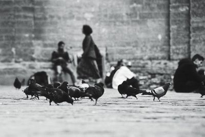 Pigeons perching