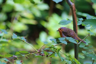 Close-up of bird perching on branch
