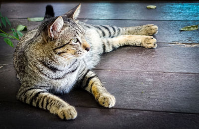Close-up of a cat lying on floor