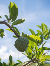 Low angle view of fruit growing on plant against sky