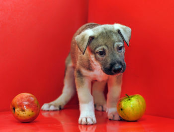 High angle view of puppy