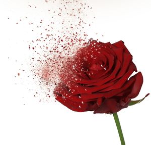 Close-up of red rose against white background