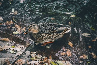 High angle view of mallard duck swimming in lake