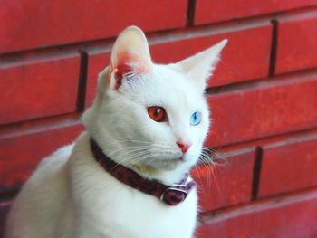 Close-up of cat looking away against brick wall