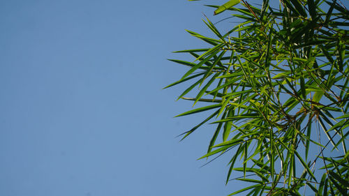 Low angle view of bamboo plant against clear blue sky