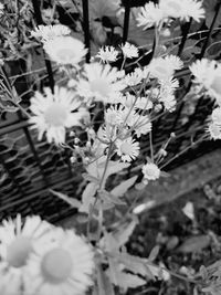 Close-up of white flowering plants