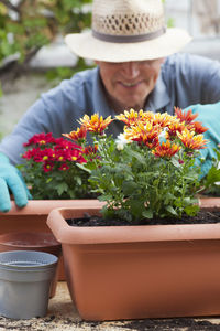 Mature smiling gardener working with flowers - chrysanthemum