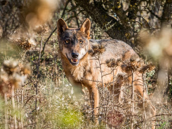 Portrait of wolf standing on grassy field in forest