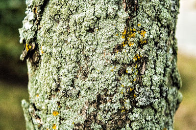 Close-up of moss on tree trunk